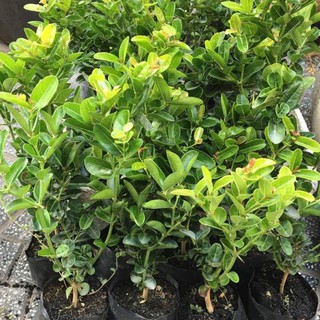 [FREESHIP - Xả Khô Máu] CÂY SIRO GIỐNG, CÂY SI RO GIỐNG ,CÂY GIỐNG SI RÔ RẤT KHỎE