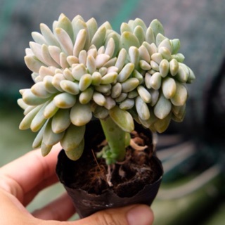 SEN ĐÁ GIỌT LỆ 🌵FREESHIP 🔥 ĐÃ THUẦN XỨ NÓNG 🌟SIU CUTE CHUẨN SIZE BẦU 🌟