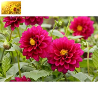 Hạt Giống Hoa Thược Dược Mix Nhiều Màu (50 Hạt) - MUA 3 TẶNG 1 CÙNG LOẠI
