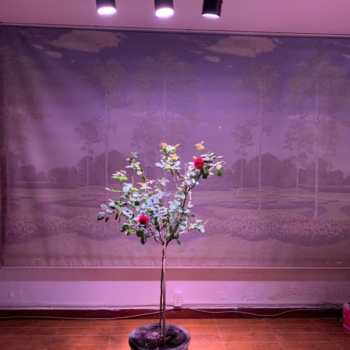 Đèn trồng cây, hoa trong nhà LED grow light 9W