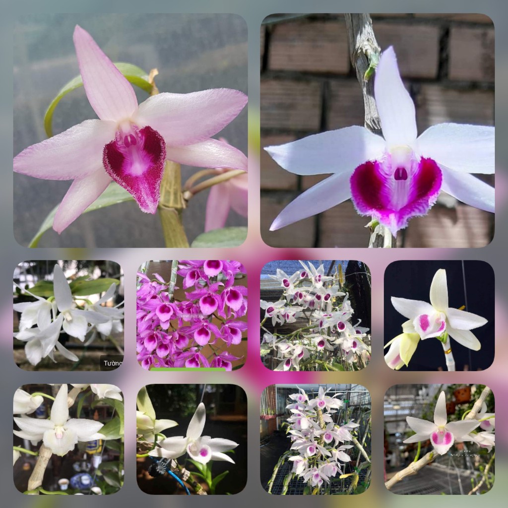 combo 10 loại phi điệp độc lạ