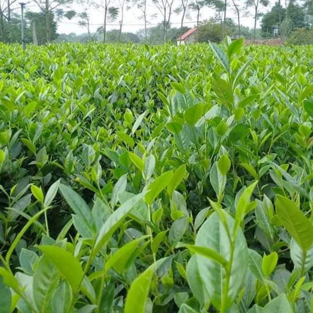Chè búp xanh