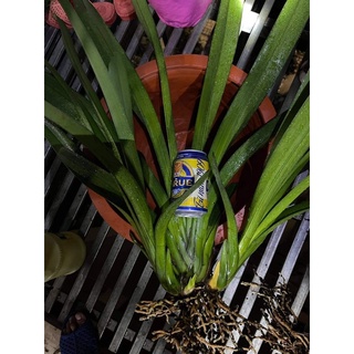 AUXIN siêu kích rễ cho lan
