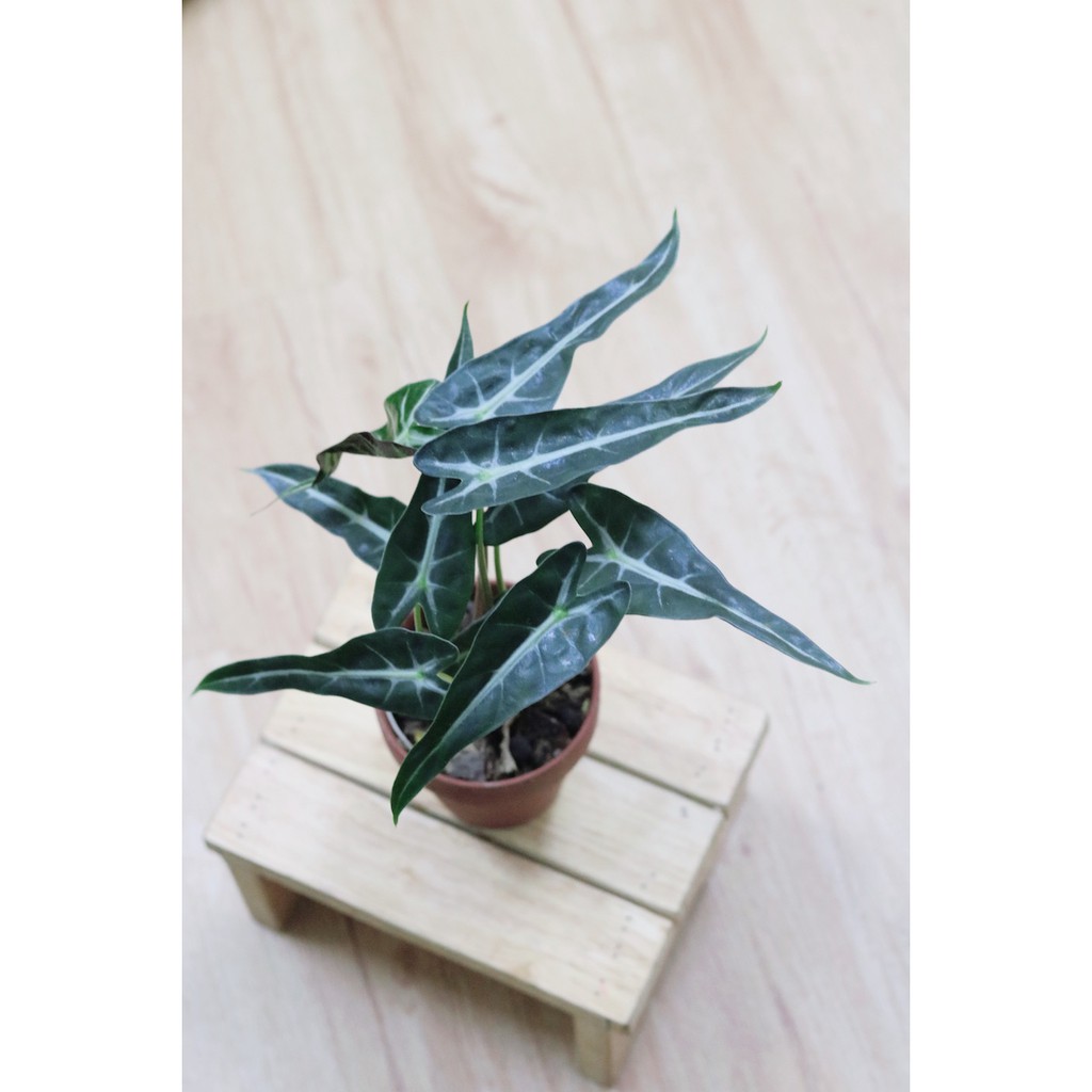 Cây giống Môn Quan Âm Bambino Lá Hẹp - Alocasia Bambino Narrow Leaf chậu nhựa