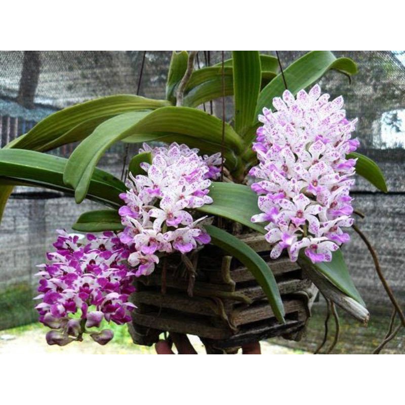 Phân Bón Lá Đầu Trâu MK 901 - Chuyên Hoa Lan, Cây Cảnh, Hoa Hồng