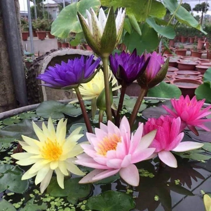 Combo 5 củ hoa Súng giống Mix màu đã có mầm sẵn - 1 tháng có hoa