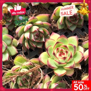 Sen Đá VIỀN HỒNG - SEN ĐÁ VIỀN LỬA SIZE MINI SIÊU XINH - GIỐNG CÂY ĐÃ THUẦN KHÍ HẬU