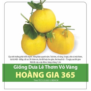 Hạt giống dưa lê vỏ vàng rd365