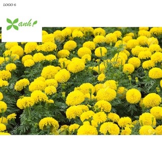 Hạt giống hoa Vạn thọ mỹ mix