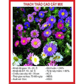 50 Hạt giống Hoa thạch thảo cao Mix Màu ( 50Hạt/gói )