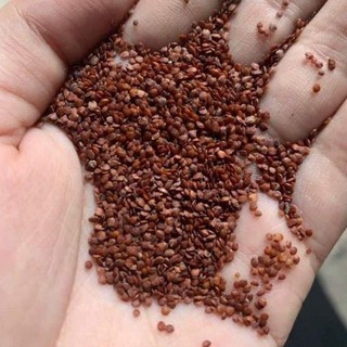 1kg Hạt ngũ hoa hạt đẹp như hình