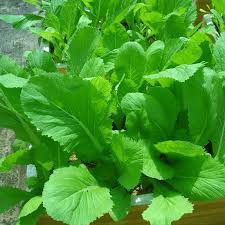 20Gr Hạt Giống Cải Bẹ vàng (Hàng Loại 1)