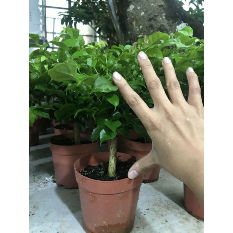 Cây Hạnh Phúc