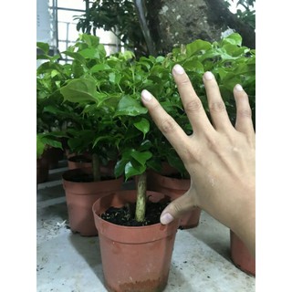 Cây Hạnh Phúc ( chưa bao gồm chậu )