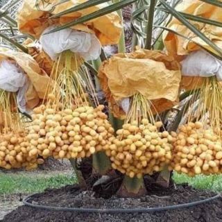 Chà Là Thái Trung Đông trái to 2 năm cho trái