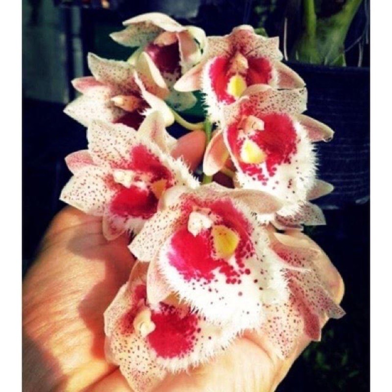🍀HÀNG ĐẸP🍀Hoa Lan thiên Nga đủ màu combo 10 cây
