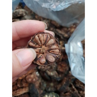 Nhàu khô nhà trồng sơ chế phơi giàn phơi nhà kính 1kg