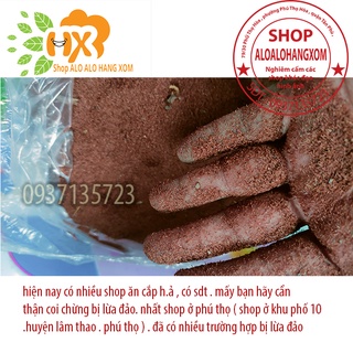 hạt giống cây tràm úc -500 gram