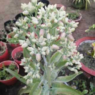 Cây con sống đời lá dài