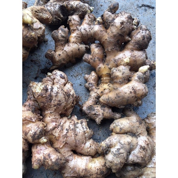 Gừng già 1kg