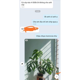 trầu bà lá xẻ, monstera deli