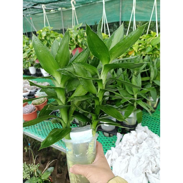 Cây phát tài búp sen  thủy sinh cao 30_40cm