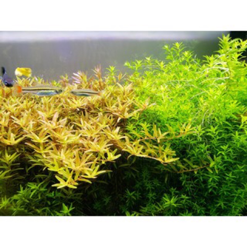 Cây Thuỷ Sinh VẢY ỐC VÀNG BÒ 20k/15ngọn - Cây Thuỷ Sinh cắt cắm