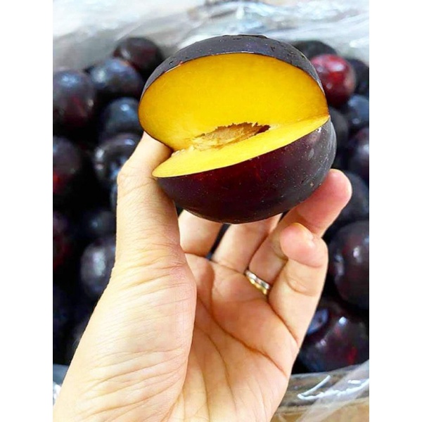 Cây giống mận úc đen