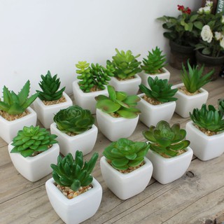 Sen đá giả mini để bàn siêu dễ thương