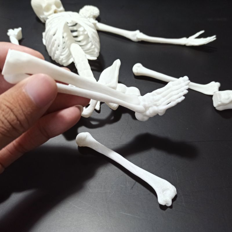 Mô hình nhựa bộ xương người dài 35cm, tỉ lệ 1:6, trang trí kinh dị, halloween, chuồng bò sát, tiểu cảnh