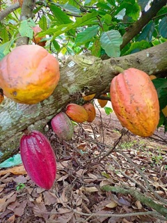 BỘT CACAO ĐẮK LĂK NGUYÊN CHẤT