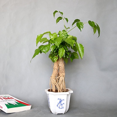 Cây Hạnh Phúc bonsai để bàn kèm chậu gốm.