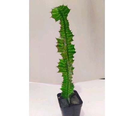 Xương rồng Euphorbia