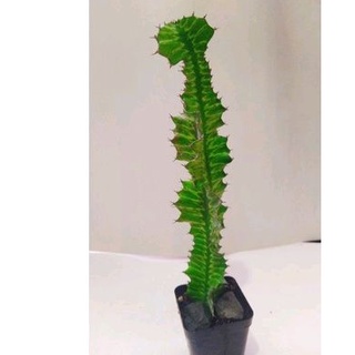 Xương rồng Euphorbia