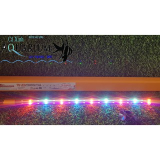 Đèn Led siêu đẹp QuanLong cho hồ 60 - 80cm - 3 chế độ màu tùy chỉnh