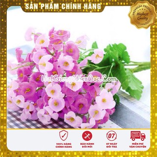 Hạt Giống Hoa Chuông Mix(30 hạt)