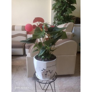 Chân sắt kê chậu cây kiểng size 220X270 .