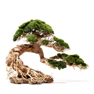 Lũa Bonsai mini cho bể cá thủy sinh 25x20