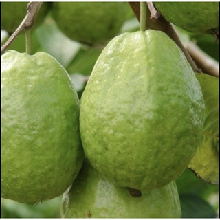 Ổi Lê - Ổi Quê