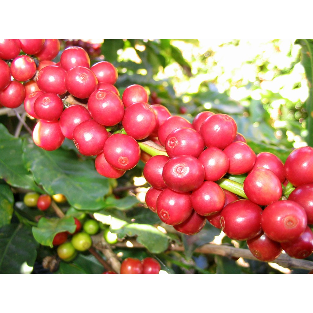 Cà phê cao cấp Robusta Natural Medium Roast 1 kg - Moka Cafe