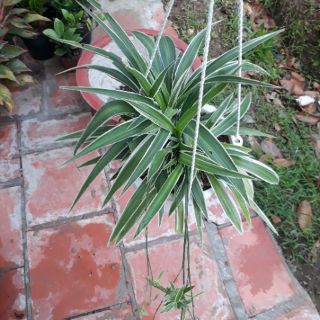 💚 Cây dây nhện 💚