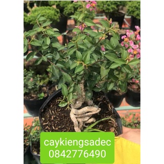 Caykiengsadec- Hồng Ngọc mai gốc quái+ tặng phân bón cho cây-hoa lá cây kiểng-