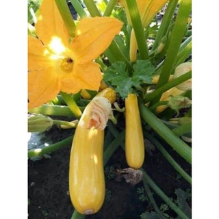 hạt giống bí ngồi vàng dài