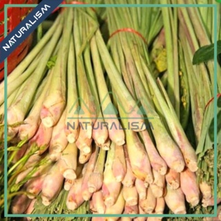 Củ sả tươi nguyên cây nấu ăn pha trà detox