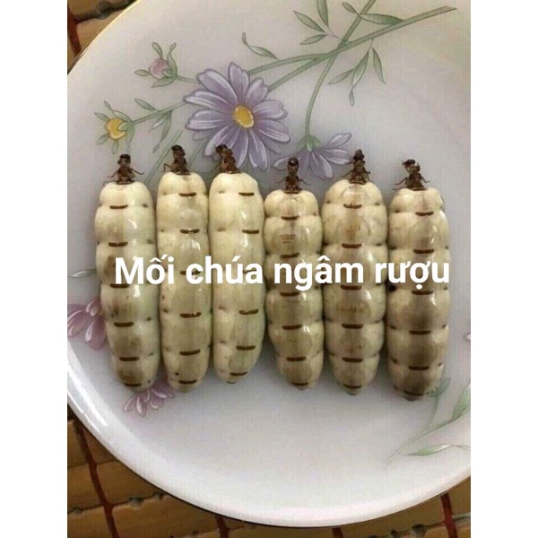 15k/c môi chúa tự đào