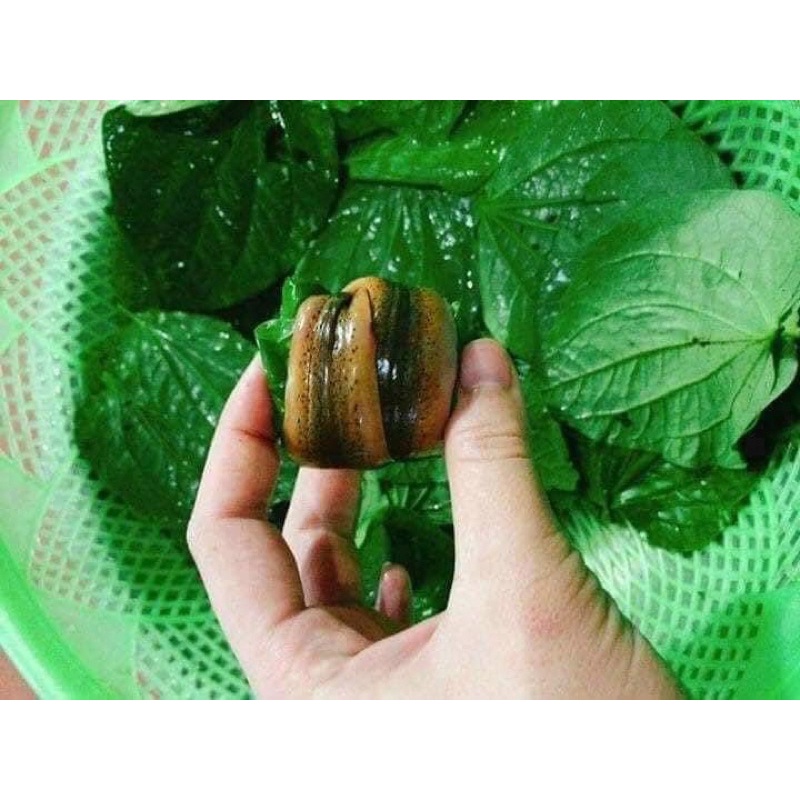 Lươn cuộn thịt đặc sản Nghệ An khay 500g💥DTFoods