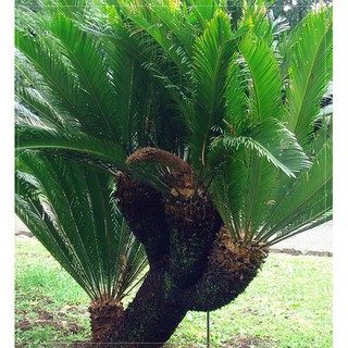 CÂY VẠN TUẾ -CÂY MANG LẠI SỰ UY NGHI, CỔ KÍNH CHO NGÔI NHÀ , VƯỢNG PHONG THỦY CHO GIA CHỦ