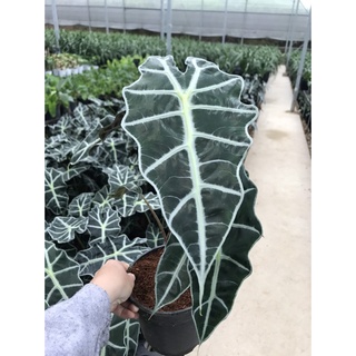 Môn quan âm Alocasia Amazonica(size lá hiện tại từ 20cm trở lên)
