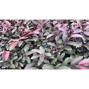 Chậu Cây Ổi Tím Malaysia ra bông sau 3 tháng.