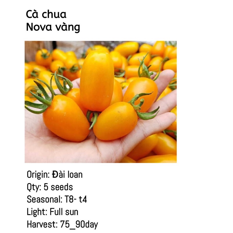 Cây giống cà chua nova vàng, nova đỏ  chỉ gửi gần Hà Nội